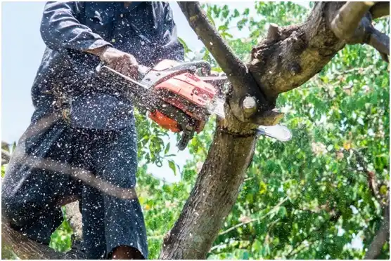 tree services Westwood